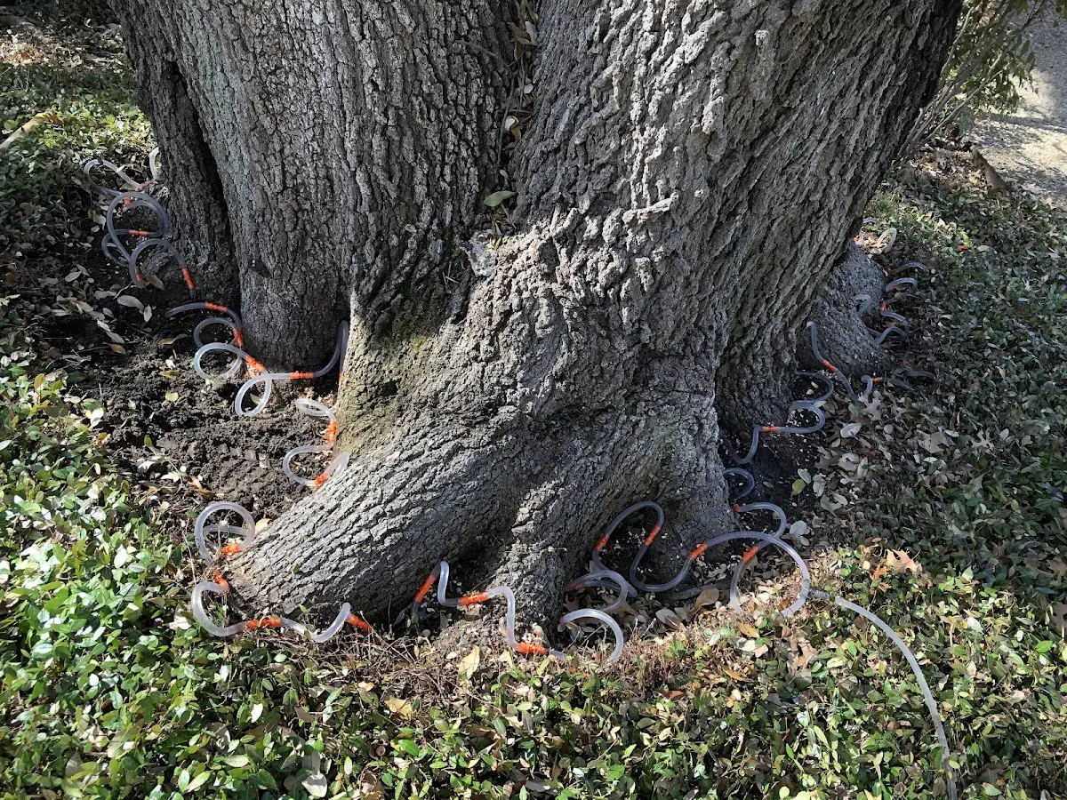 Detailed Tree Cabling and Bracing job site in Plains